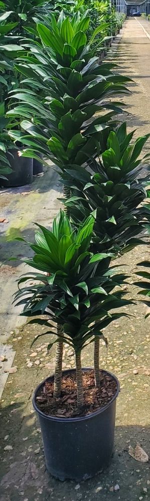 dracaena-deremensis-janet-craig-compacta-striped-dracaena