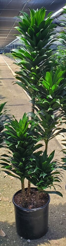 dracaena-deremensis-janet-craig-compacta-striped-dracaena