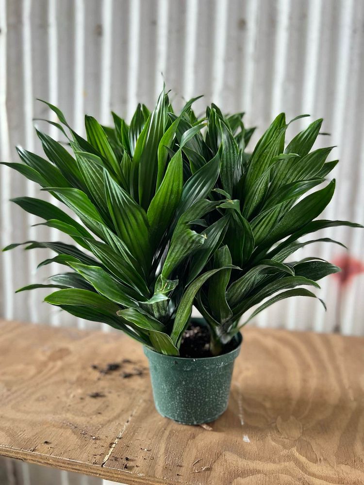 dracaena-deremensis-janet-craig-compacta-striped-dracaena