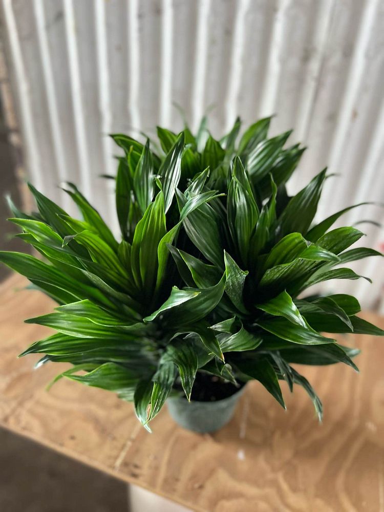 dracaena-deremensis-janet-craig-compacta-striped-dracaena