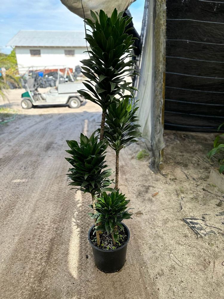 dracaena-deremensis-janet-craig-compacta-striped-dracaena