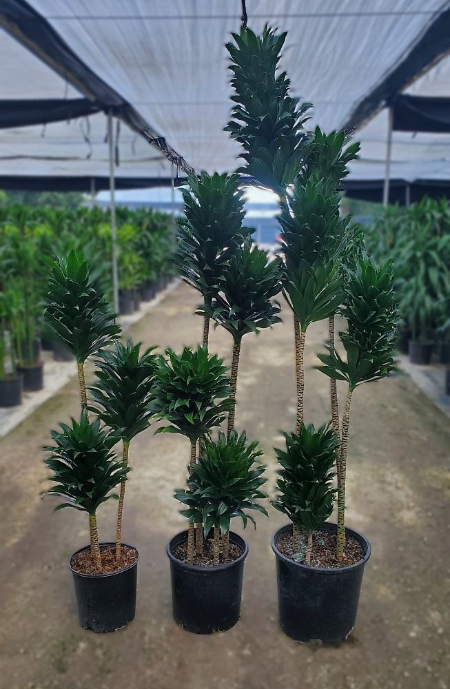 dracaena-deremensis-janet-craig-compacta-striped-dracaena