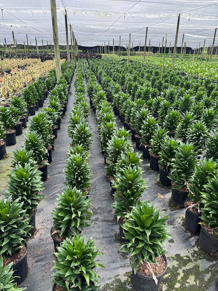 dracaena-deremensis-janet-craig-compacta-striped-dracaena