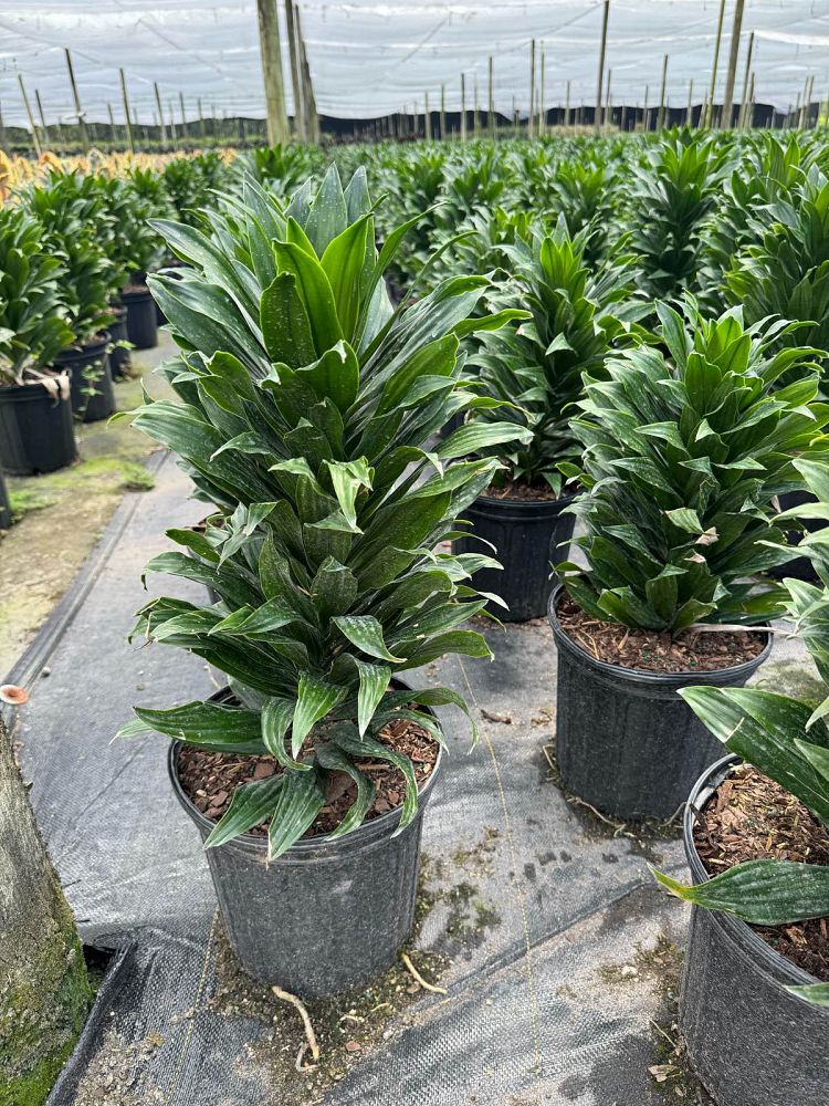dracaena-deremensis-janet-craig-compacta-striped-dracaena