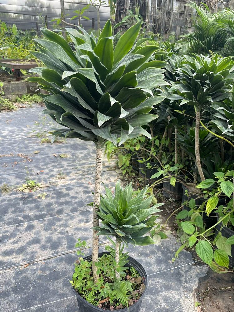 dracaena-deremensis-janet-craig-compacta-striped-dracaena