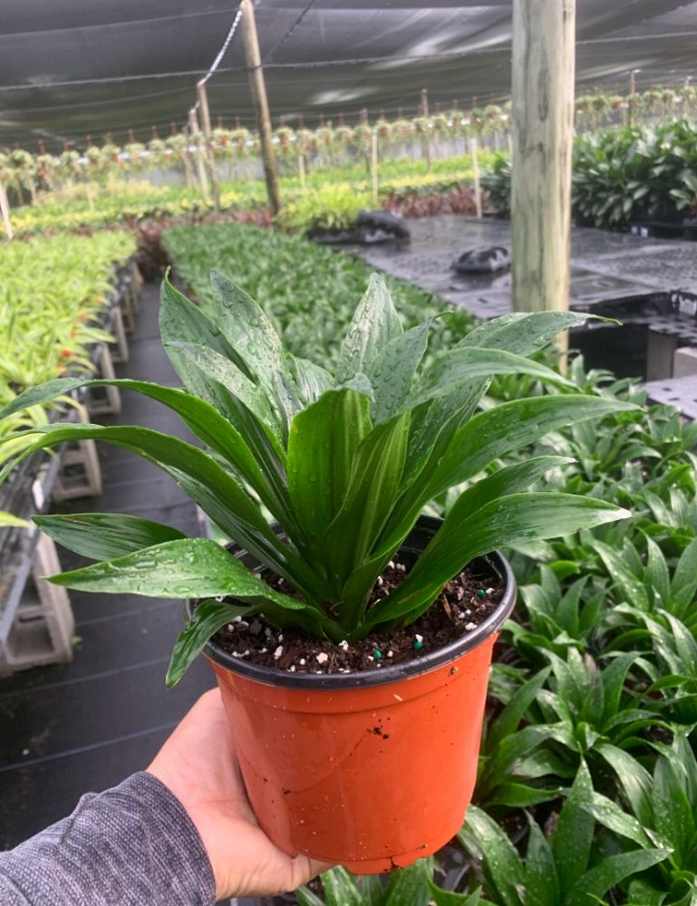 dracaena-deremensis-janet-craig-compacta-striped-dracaena