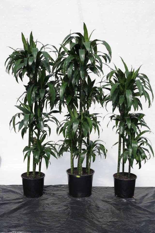 dracaena-deremensis-janet-craig-elegance-striped-dracaena