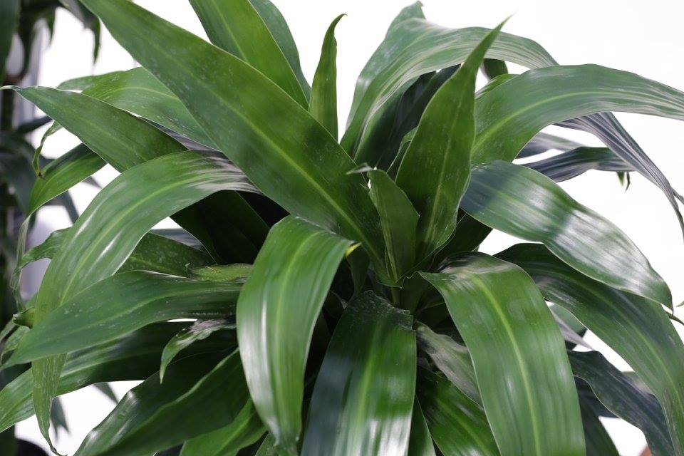 dracaena-deremensis-janet-craig-elegance-striped-dracaena