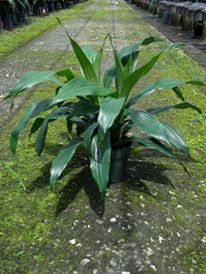 dracaena-deremensis-janet-craig-striped-dracaena