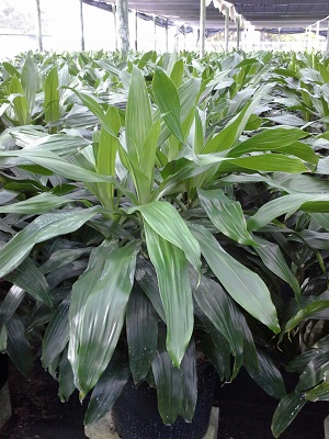 dracaena-deremensis-janet-craig-striped-dracaena