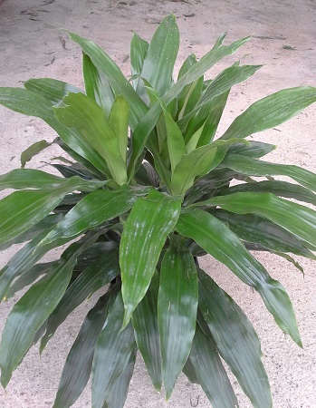 dracaena-deremensis-janet-craig-striped-dracaena