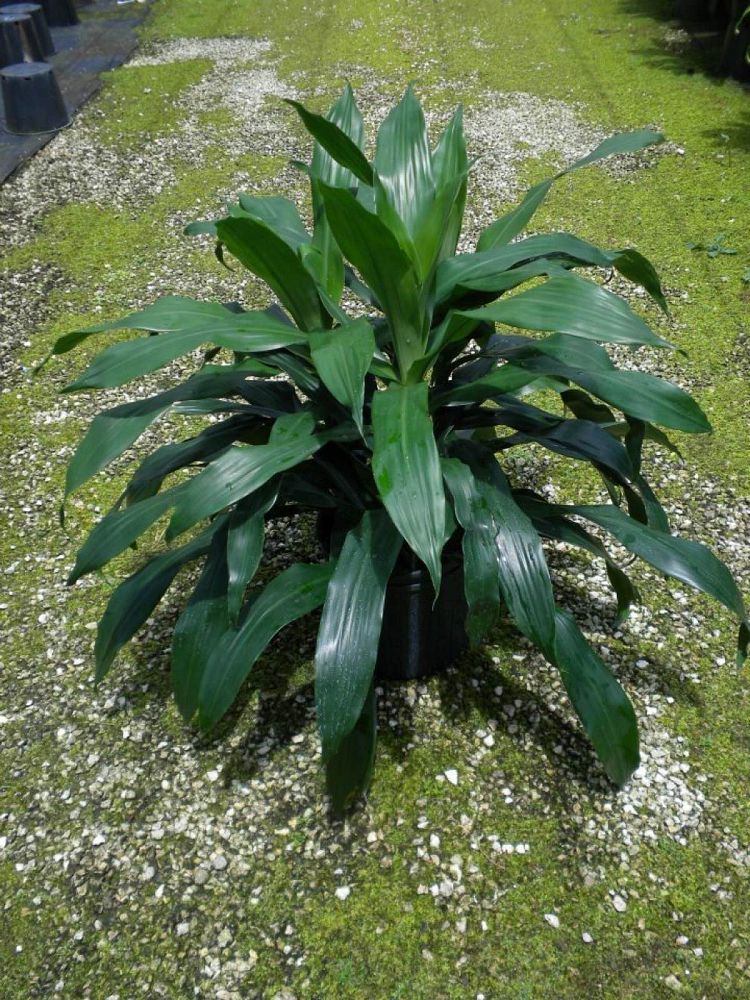 dracaena-deremensis-janet-craig-striped-dracaena