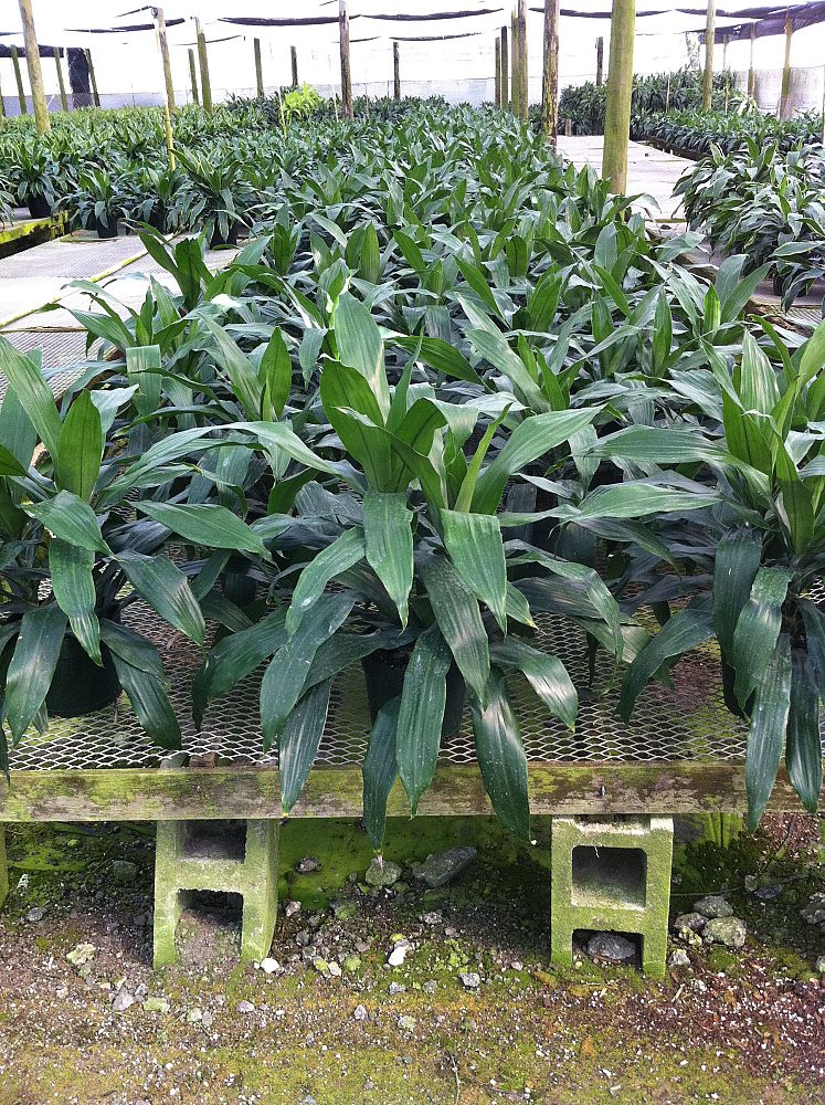 dracaena-deremensis-janet-craig-striped-dracaena