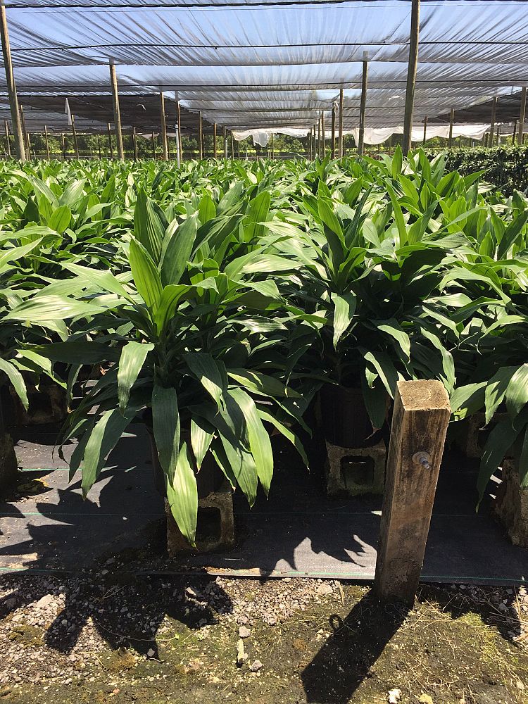 dracaena-deremensis-janet-craig-striped-dracaena