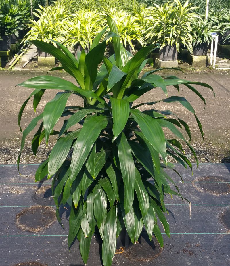 dracaena-deremensis-janet-craig-striped-dracaena