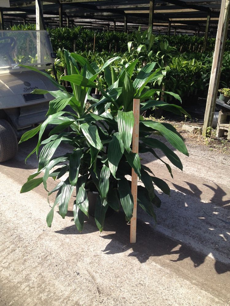 dracaena-deremensis-janet-craig-striped-dracaena