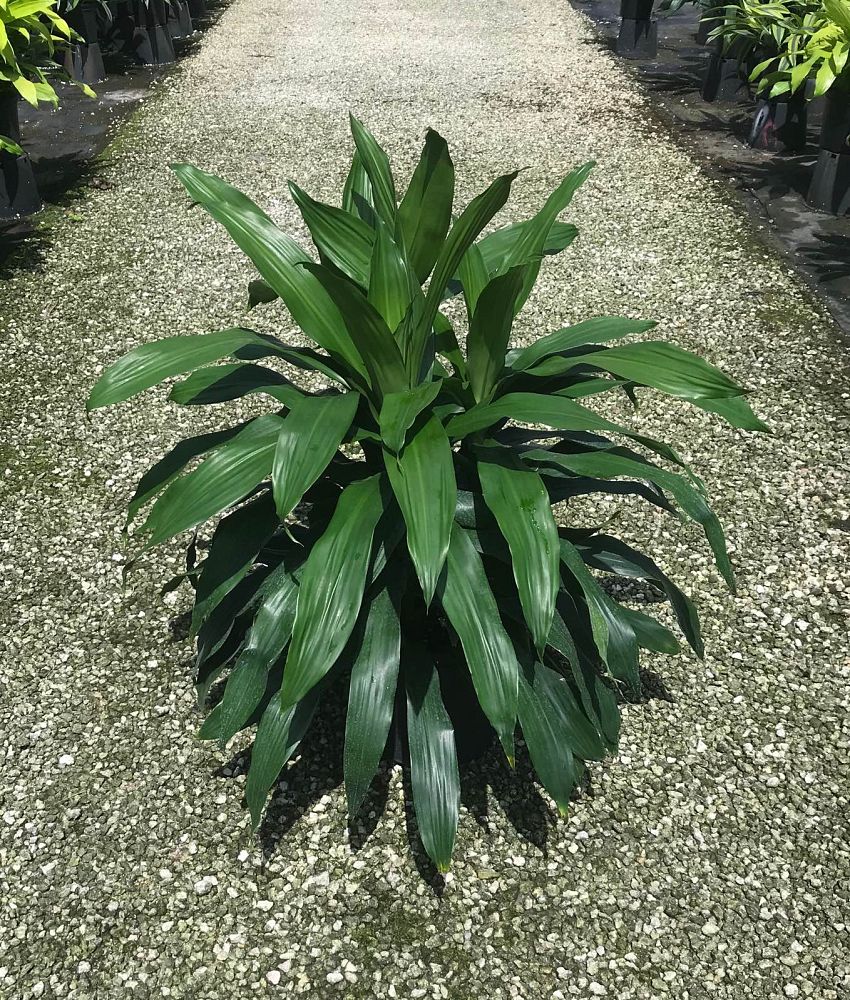 dracaena-deremensis-janet-craig-striped-dracaena