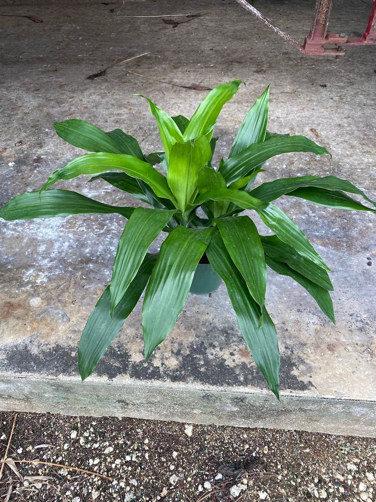 dracaena-deremensis-janet-craig-striped-dracaena