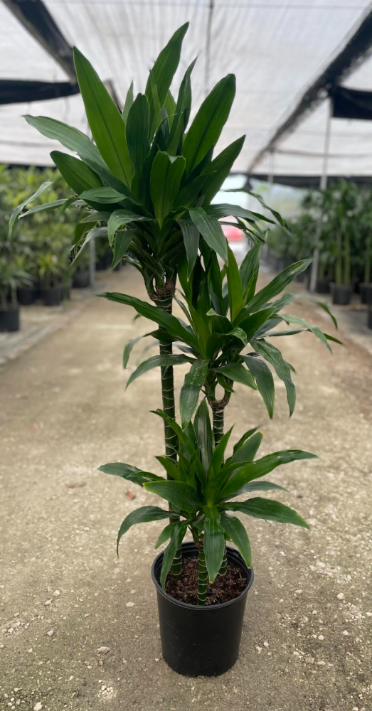 dracaena-deremensis-janet-craig-striped-dracaena