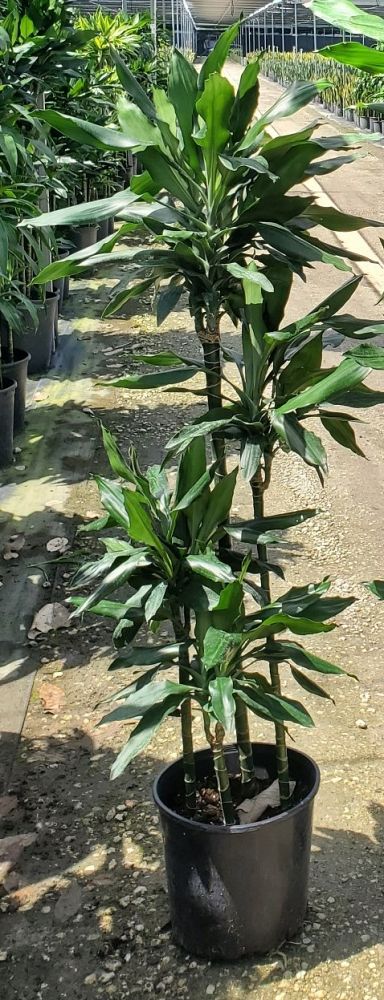 dracaena-deremensis-janet-craig-striped-dracaena