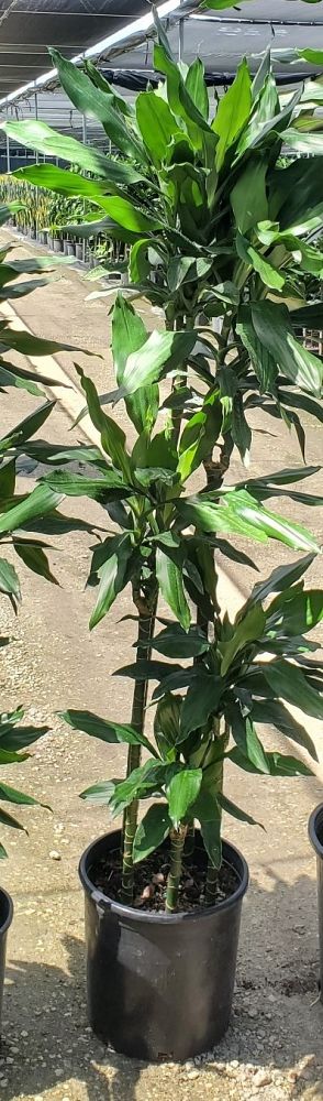 dracaena-deremensis-janet-craig-striped-dracaena