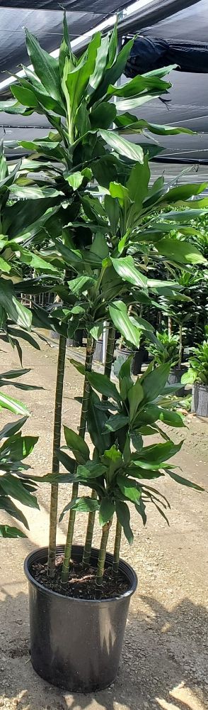 dracaena-deremensis-janet-craig-striped-dracaena