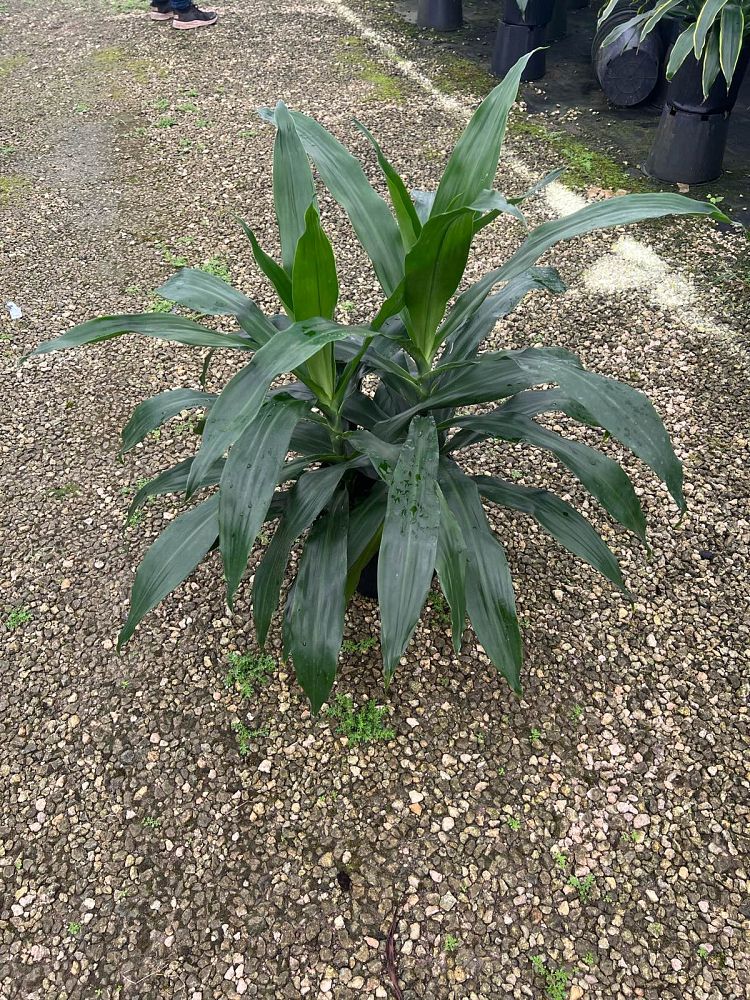 dracaena-deremensis-janet-craig-striped-dracaena