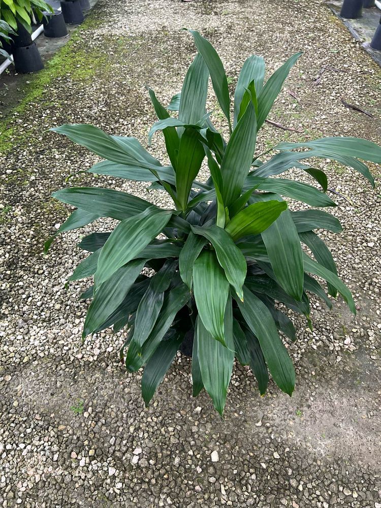 dracaena-deremensis-janet-craig-striped-dracaena