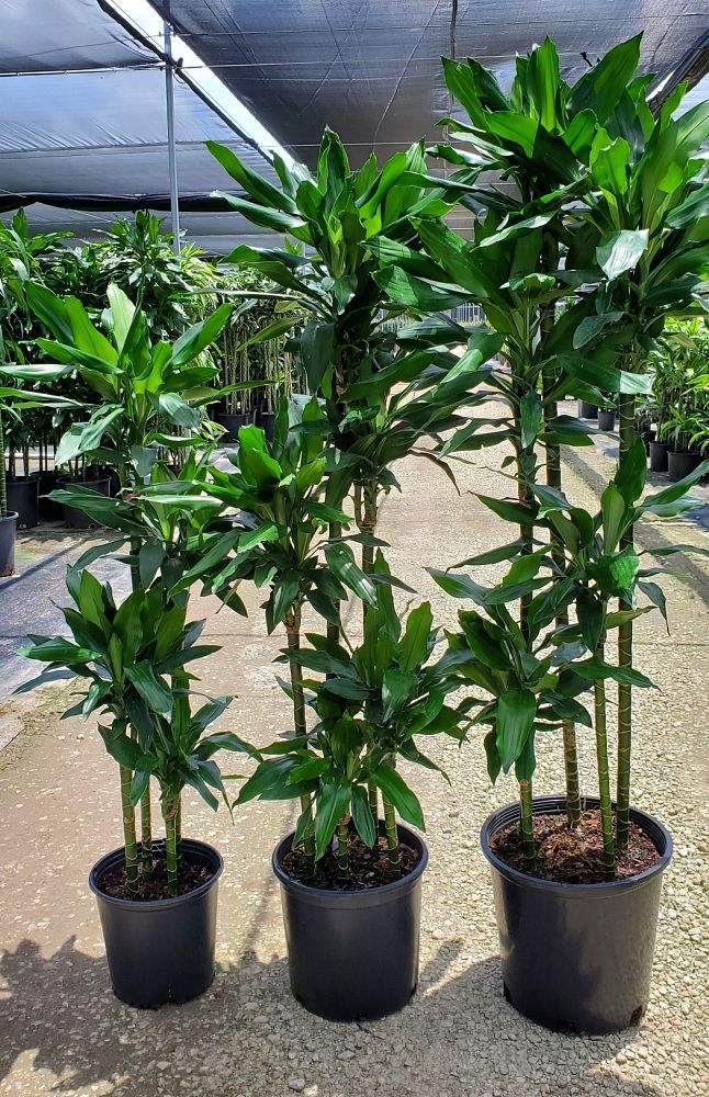 dracaena-deremensis-janet-craig-striped-dracaena