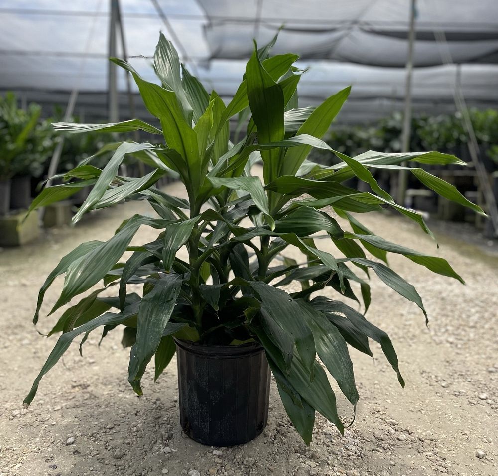 dracaena-deremensis-janet-craig-striped-dracaena