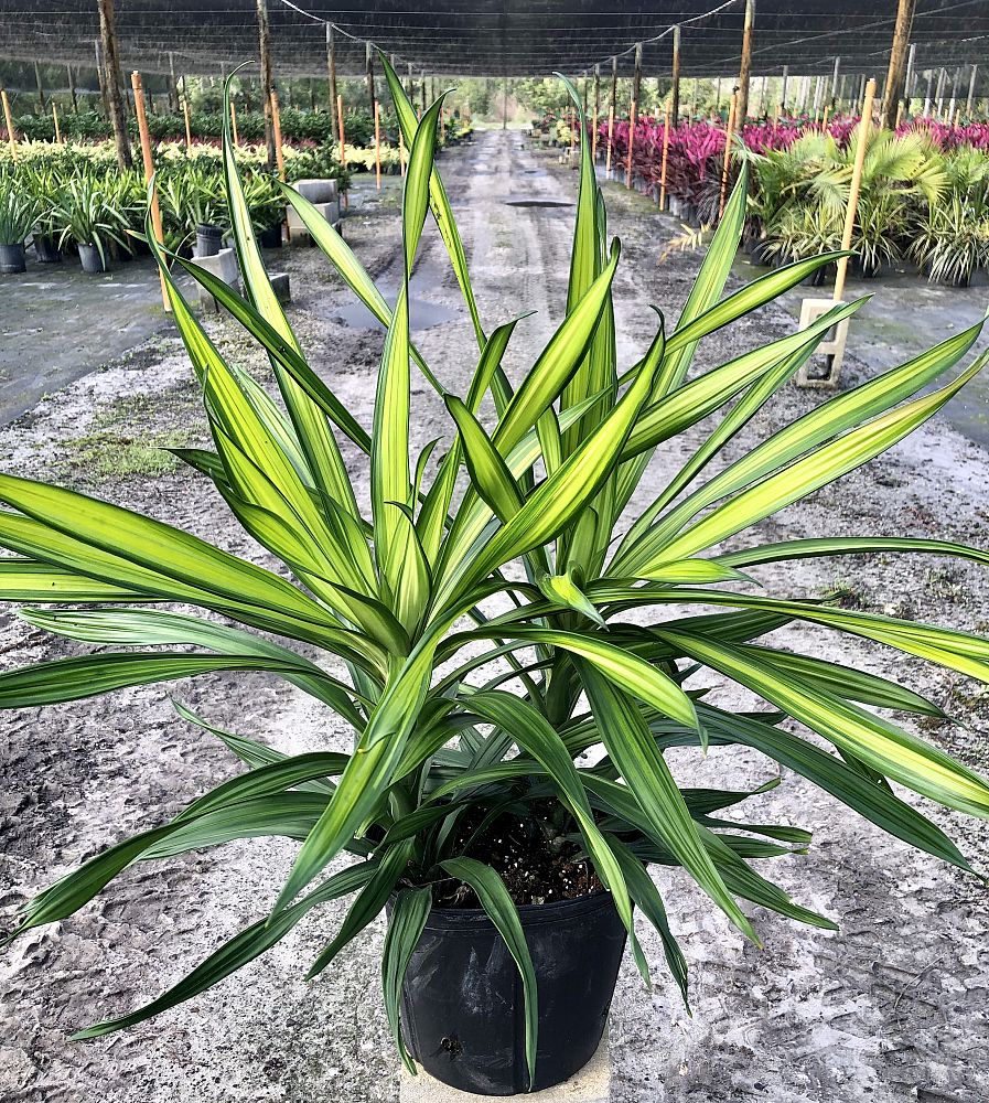 dracaena-deremensis-rikki-striped-dracaena