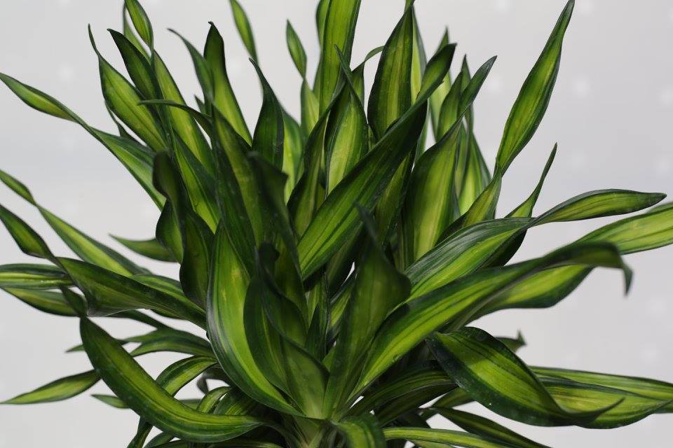 dracaena-deremensis-rikki-striped-dracaena