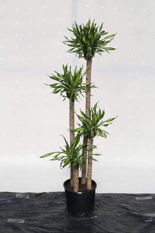 dracaena-deremensis-rikki-striped-dracaena