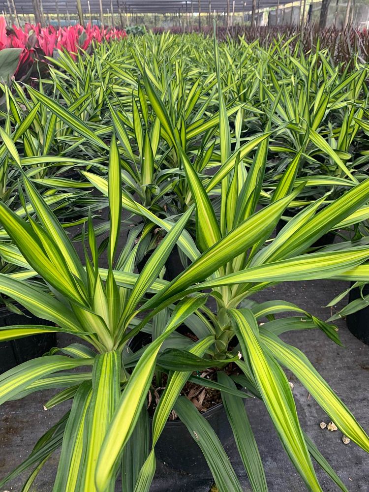dracaena-deremensis-rikki-striped-dracaena
