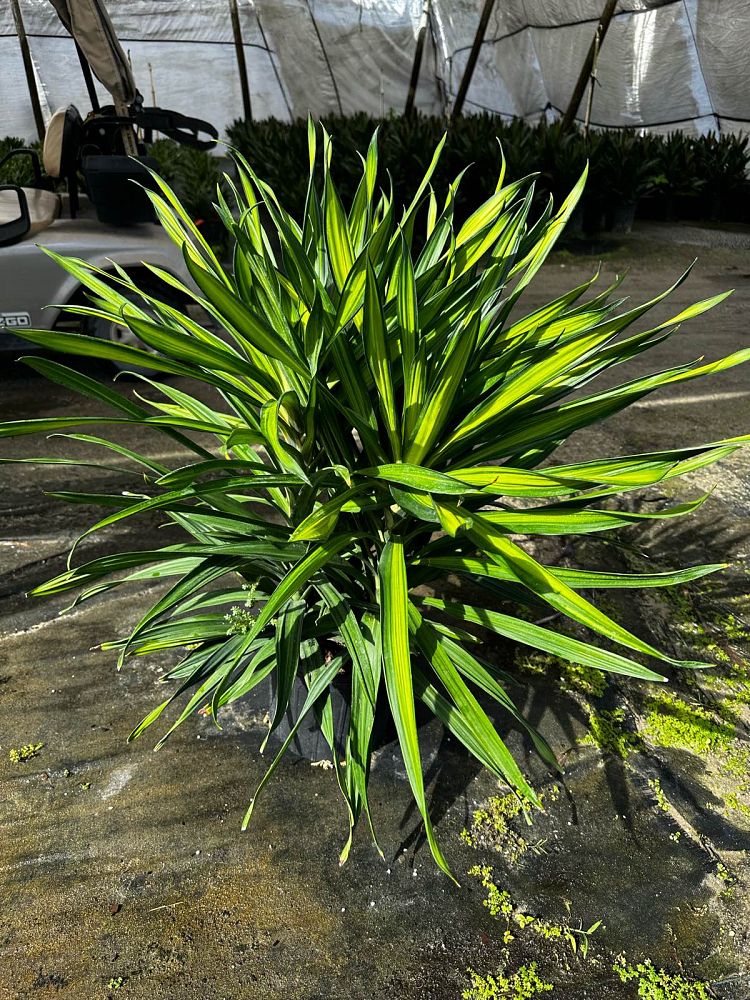 dracaena-deremensis-rikki-striped-dracaena