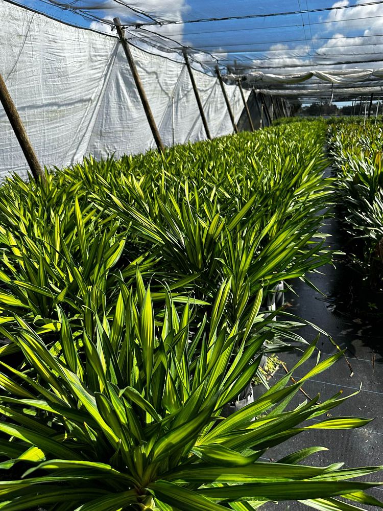 dracaena-deremensis-rikki-striped-dracaena