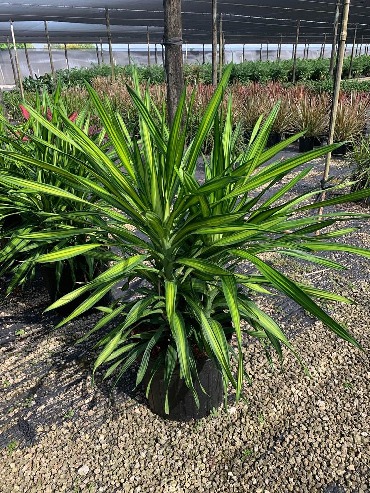 dracaena-deremensis-rikki-striped-dracaena