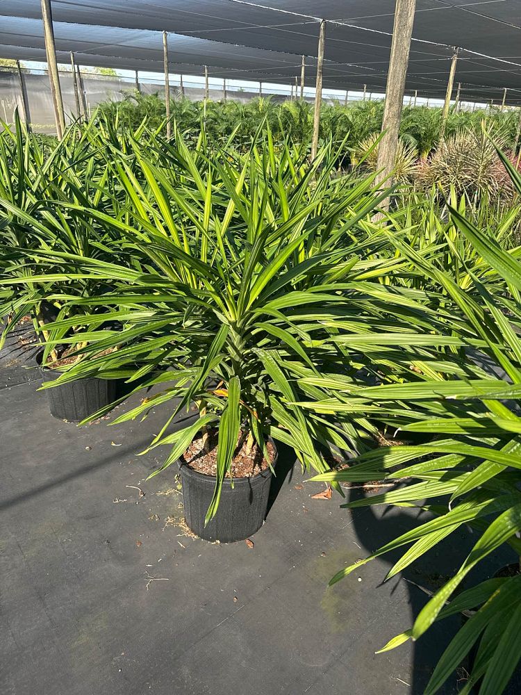 dracaena-deremensis-rikki-striped-dracaena
