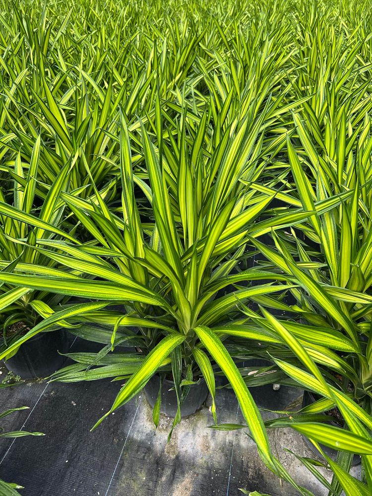 dracaena-deremensis-rikki-striped-dracaena