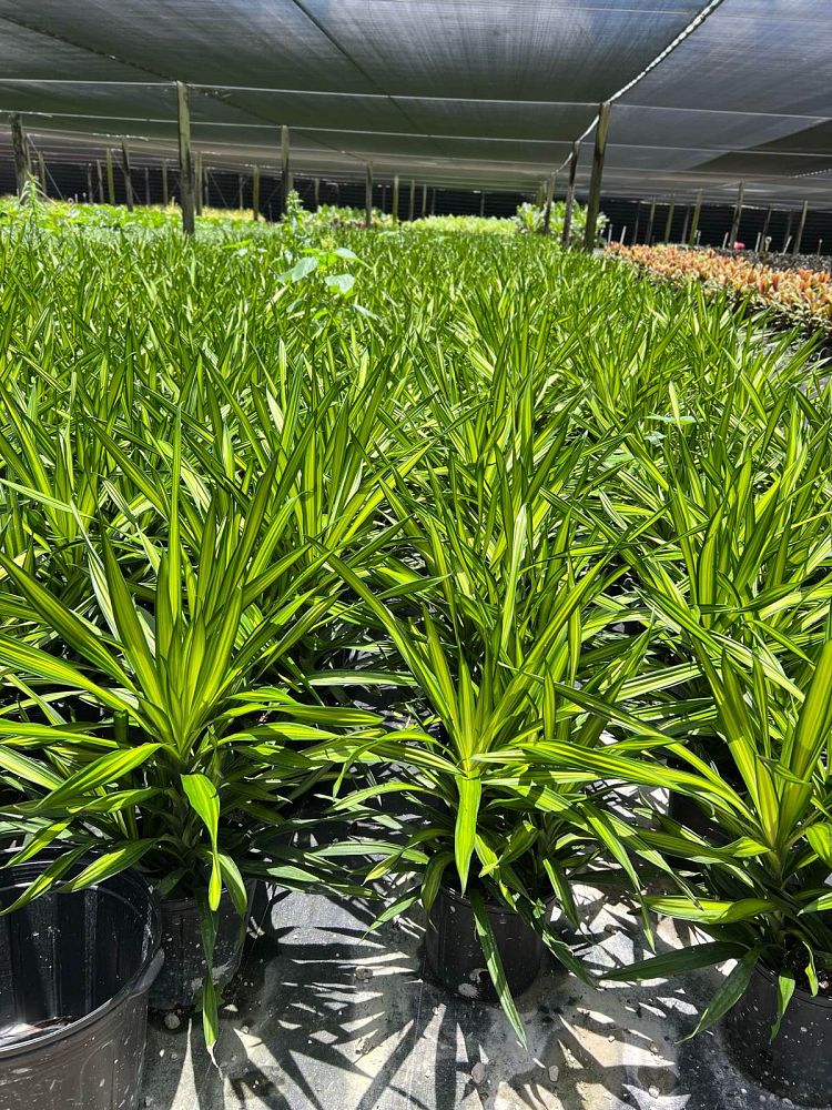 dracaena-deremensis-rikki-striped-dracaena