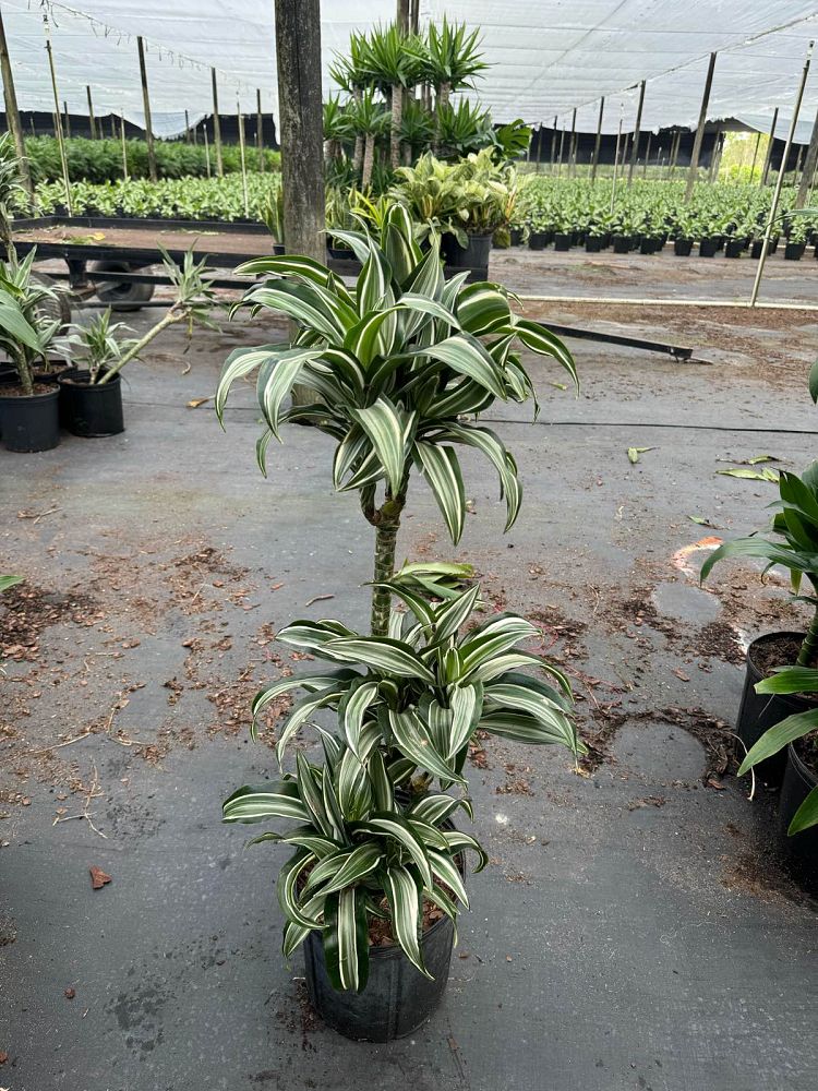 dracaena-deremensis-striped-dracaena