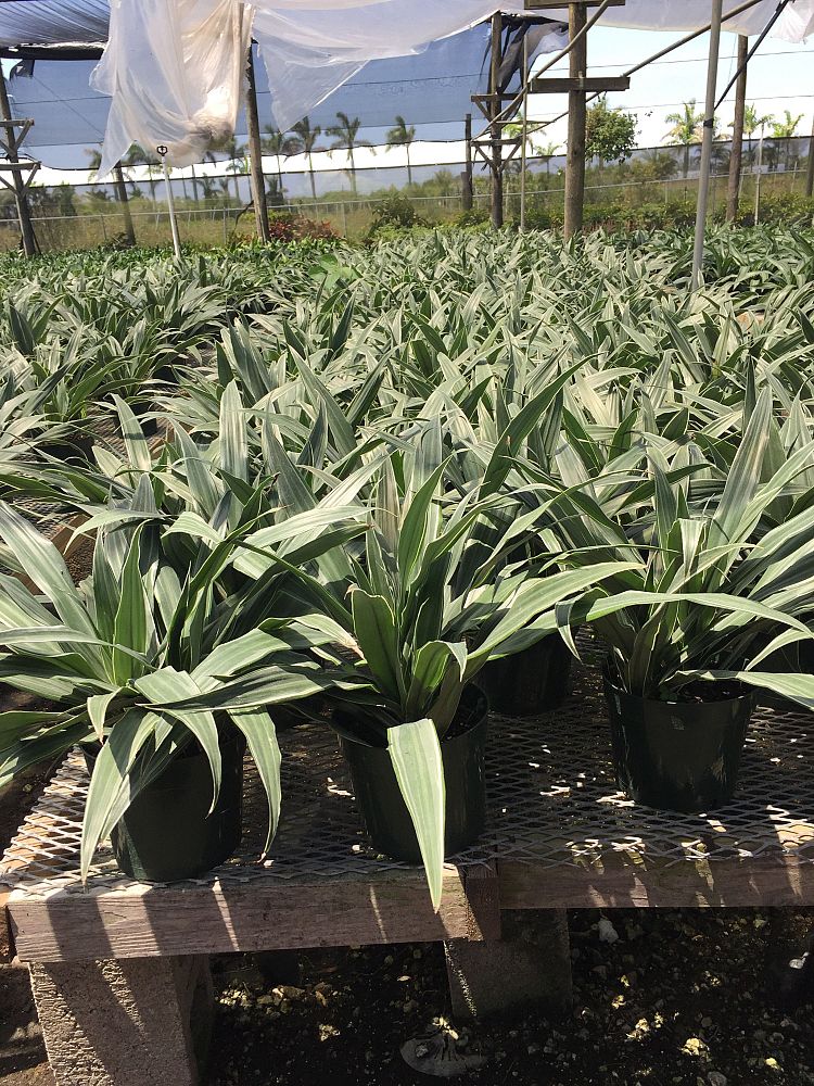 dracaena-deremensis-warneckii-jumbo-striped-dracaena