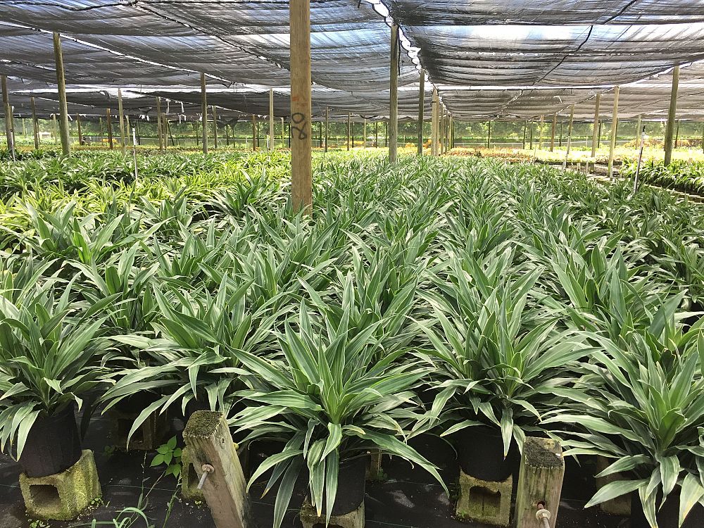 dracaena-deremensis-warneckii-jumbo-striped-dracaena