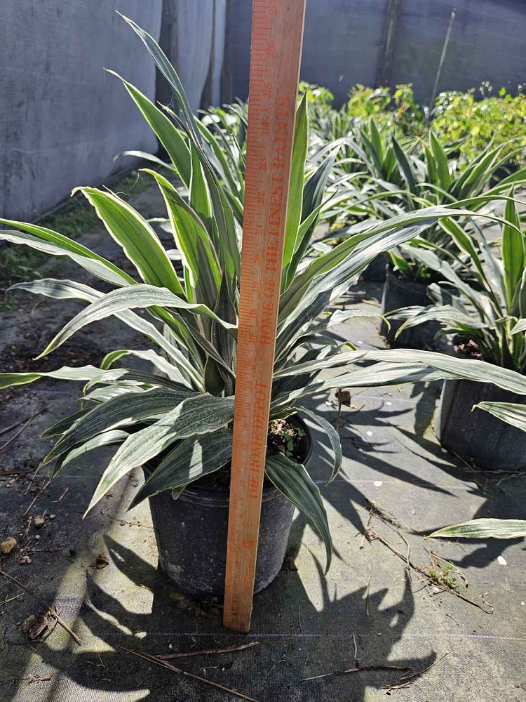 dracaena-deremensis-warneckii-jumbo-striped-dracaena