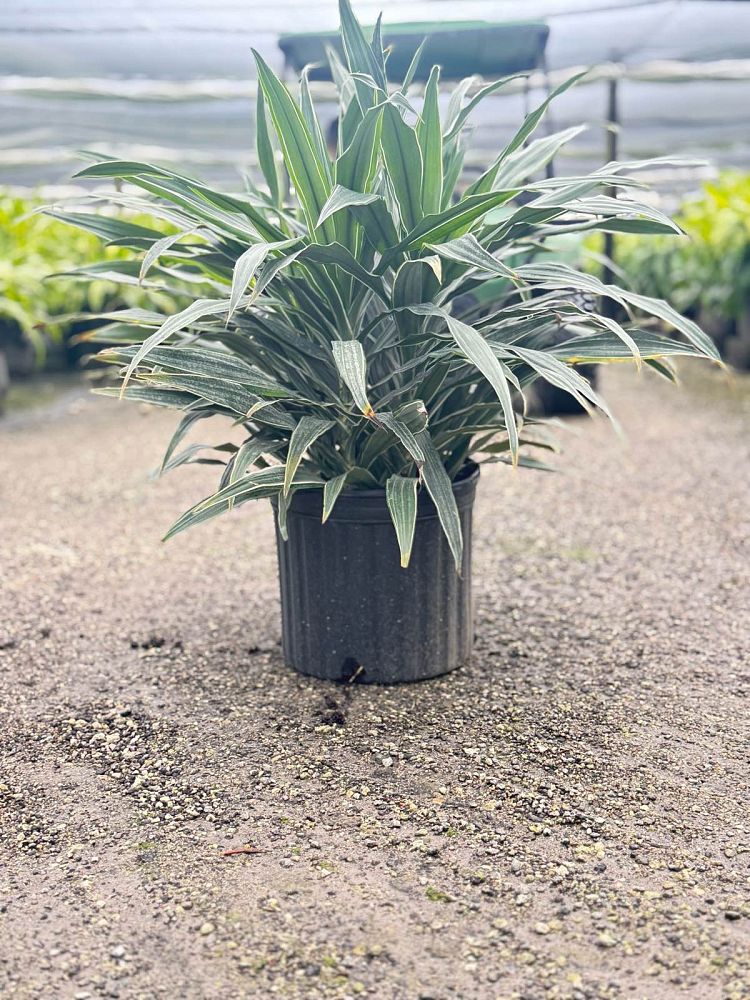 dracaena-deremensis-warneckii-jumbo-striped-dracaena