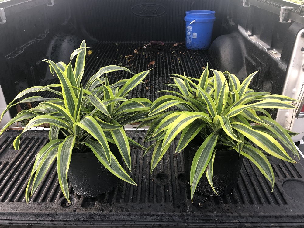 Mid Florida Nurseries | plantANT.com