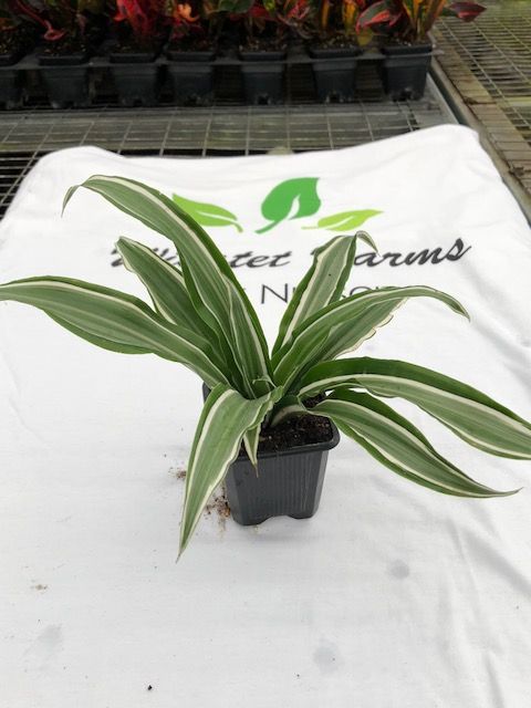 dracaena-deremensis-warneckii-surprise-striped-dracaena