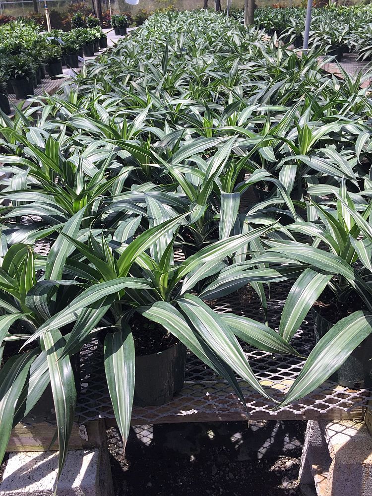 dracaena-deremensis-warneckii-ulises-striped-dracaena