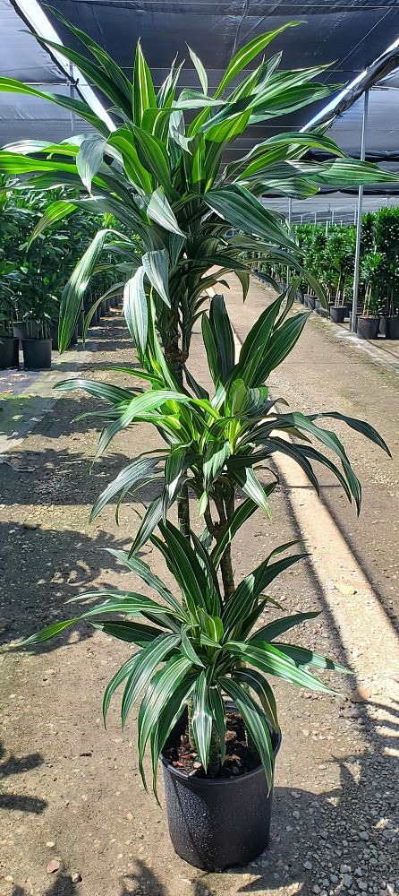dracaena-deremensis-warneckii-ulises-striped-dracaena