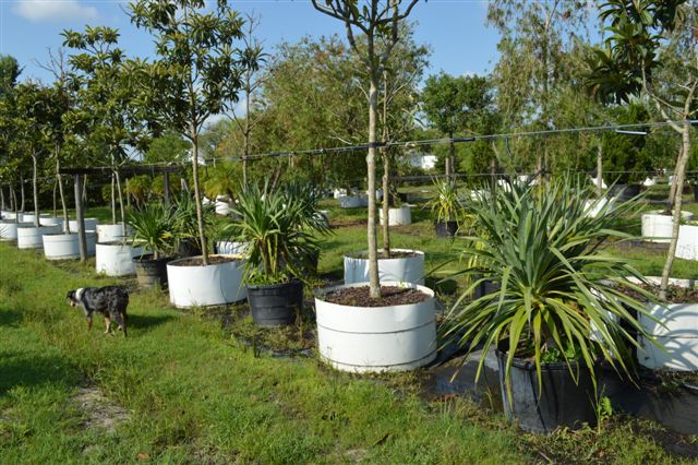 dracaena-draco-canary-islands-dragon-tree-drago